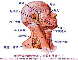 沿Ѫܡ⡢