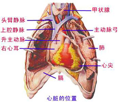 λ